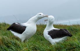 Royal Albatross Centre