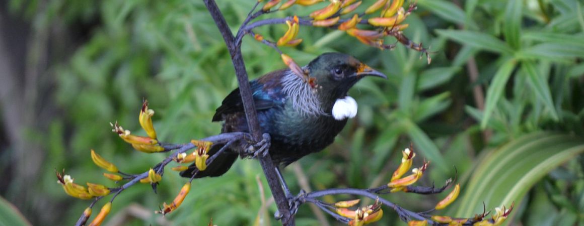 Tui