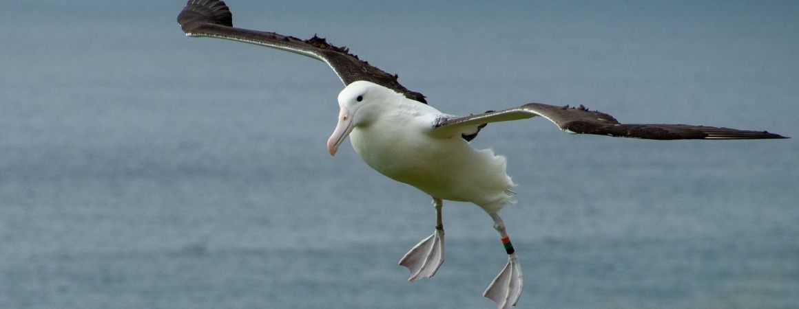 Albatross