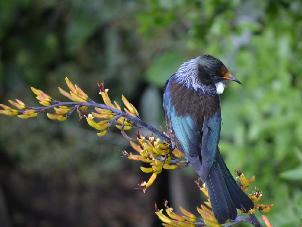 Tui