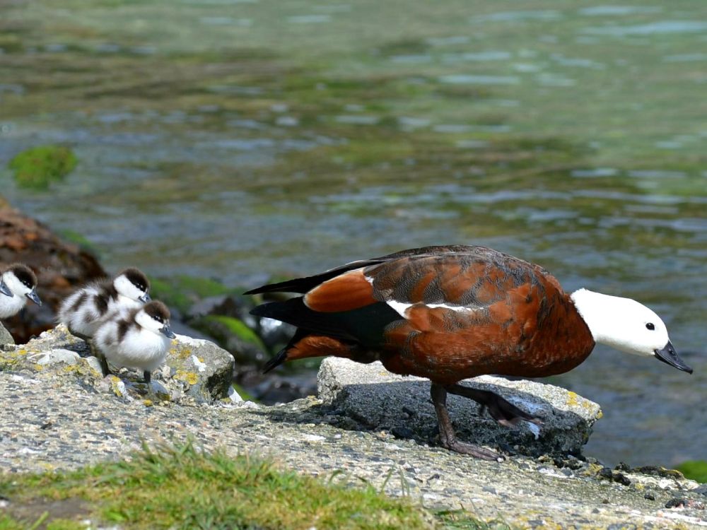 Paradise duck family
