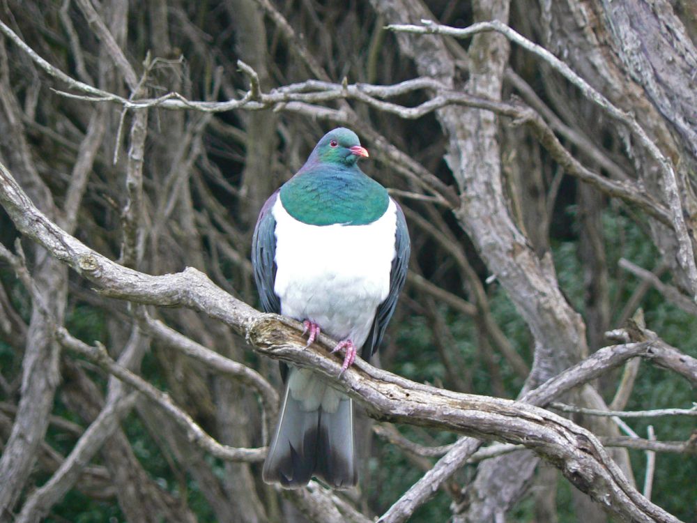Wood Pigeon