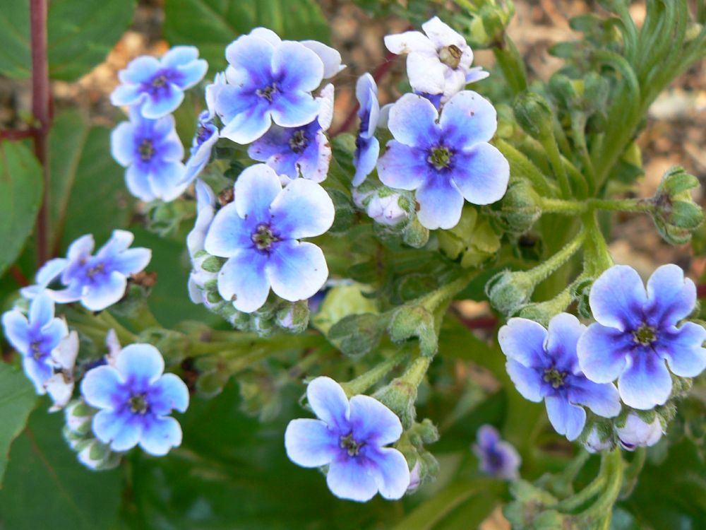Chatham Island Forget-me-Not