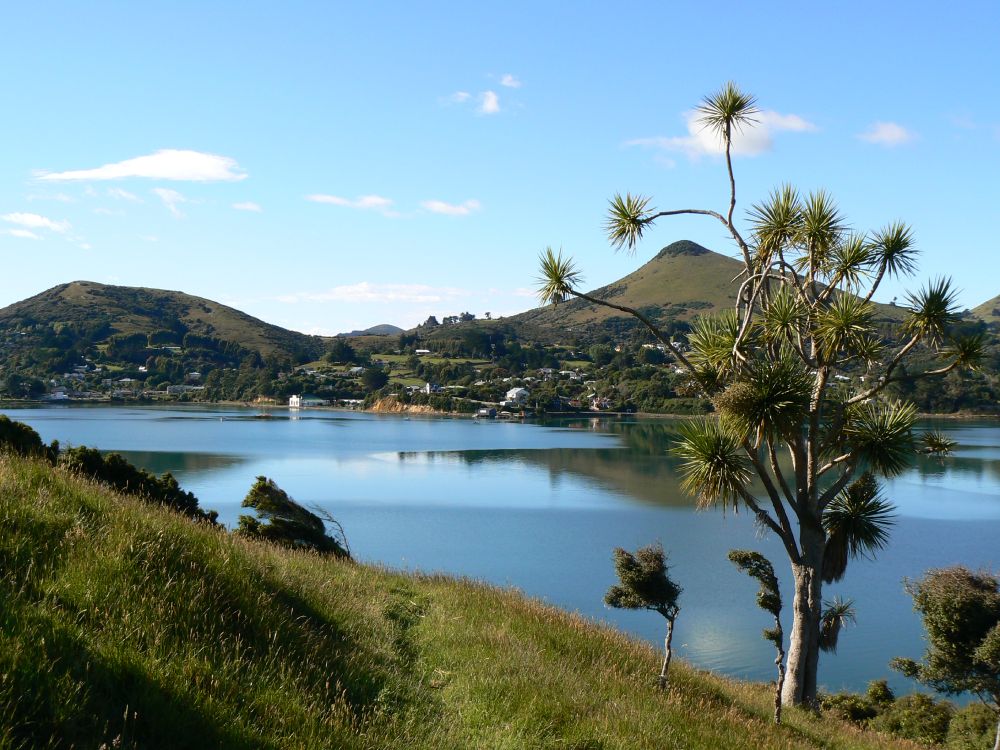 Portobello and cabbage tree